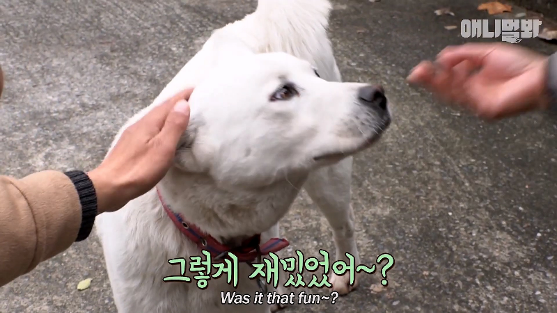 강아지가 매일 틈만나면 가출을 했던 이유...jpg | 인스티즈
