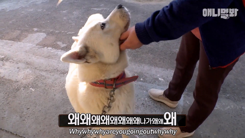 강아지가 매일 틈만나면 가출을 했던 이유...jpg | 인스티즈