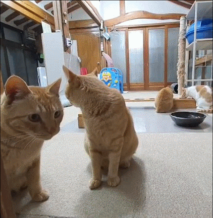 신기할 정도로 협조적인 누리네 식구들.gif | 인스티즈