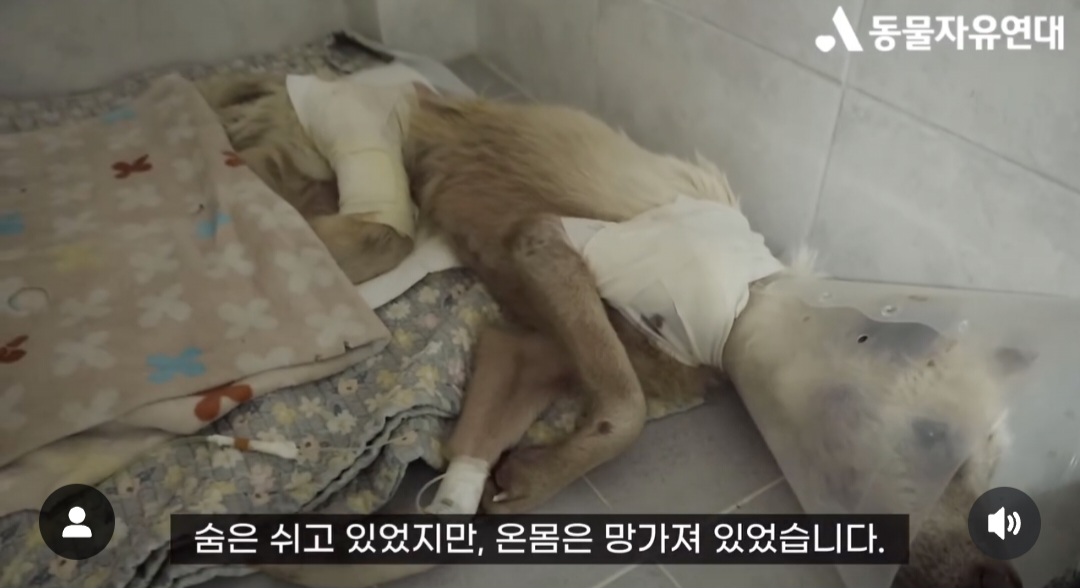 견주에게 수없이 매질로 폭행 당했던 17살 노견 강단이 근황 | 인스티즈