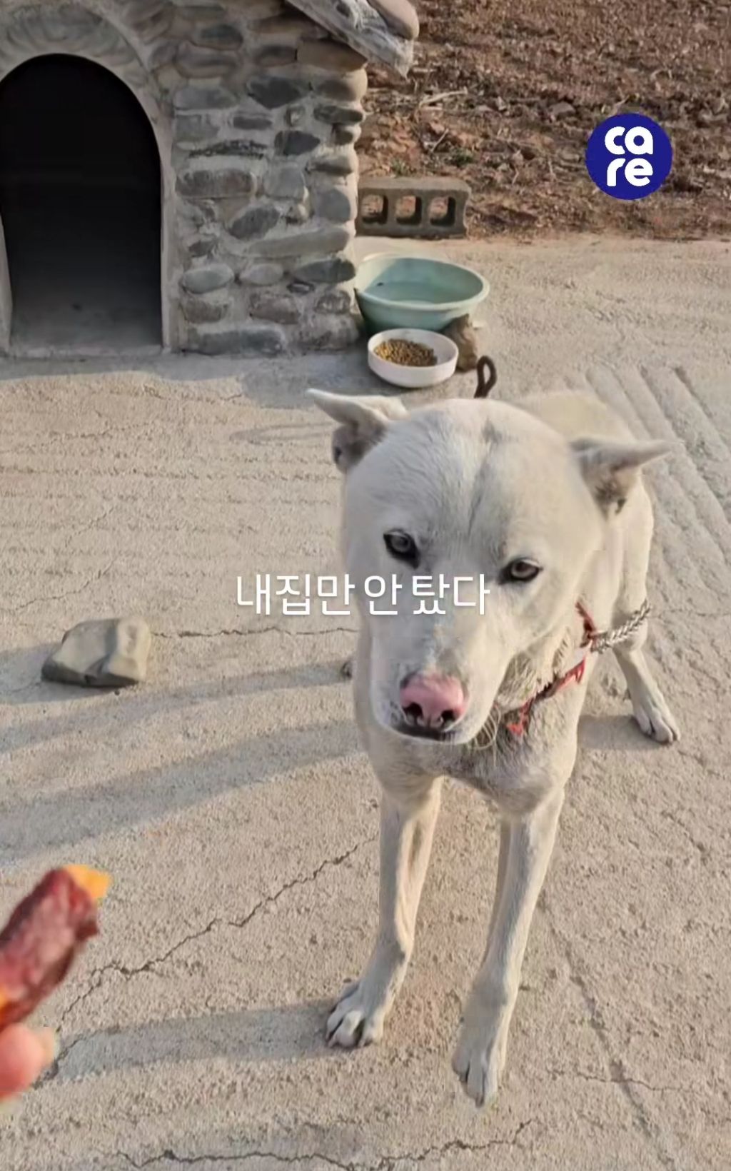 산불사태에 유일하게 버틴 강아지 집 | 인스티즈