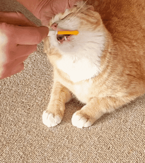 신기할 정도로 협조적인 누리네 식구들.gif | 인스티즈