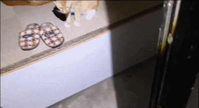 신기할 정도로 협조적인 누리네 식구들.gif | 인스티즈