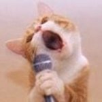 고양이 꼬리 펑 하는 순간.gif | 인스티즈