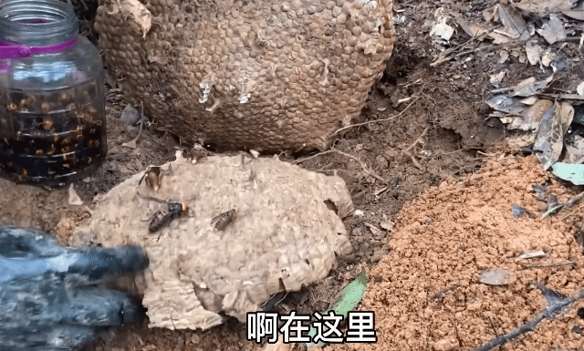 쾌감 쩌는 장수말벌 박멸 과정.gif | 인스티즈