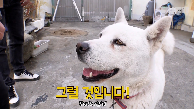 강아지가 매일 틈만나면 가출을 했던 이유...jpg | 인스티즈