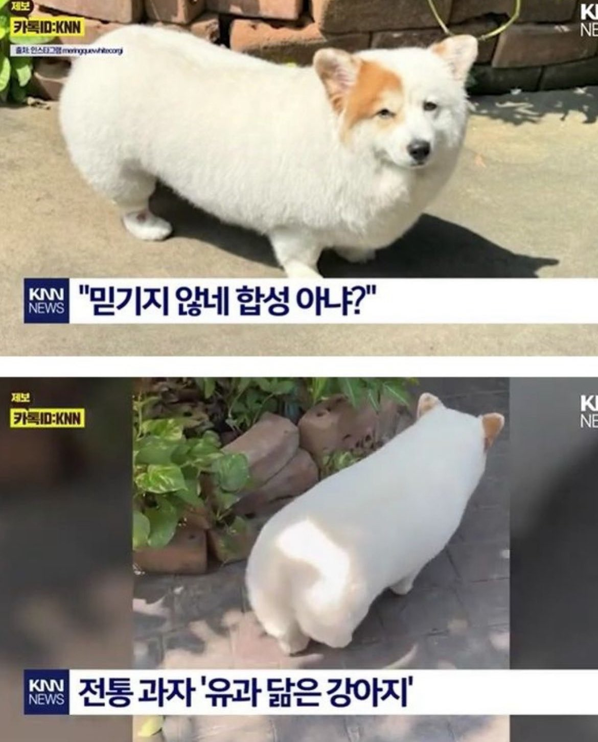  전통과자 유과 닮은 강아지. 믿기지 않네. 합성 아냐?”1