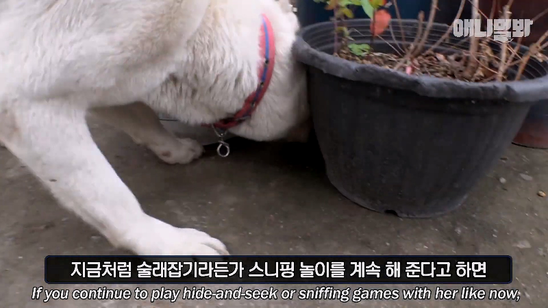 강아지가 매일 틈만나면 가출을 했던 이유...jpg | 인스티즈