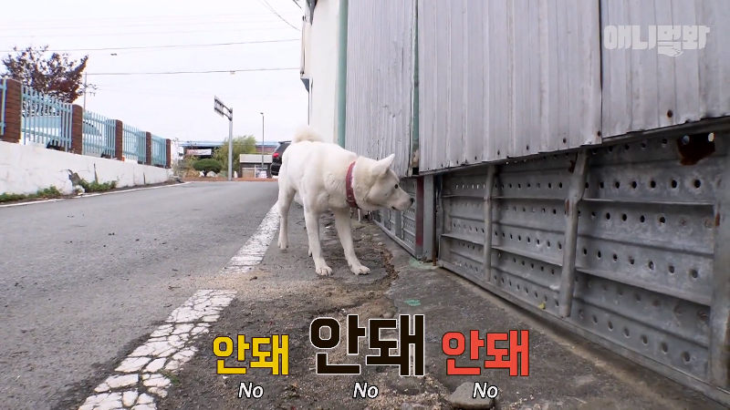 강아지가 매일 틈만나면 가출을 했던 이유...jpg | 인스티즈