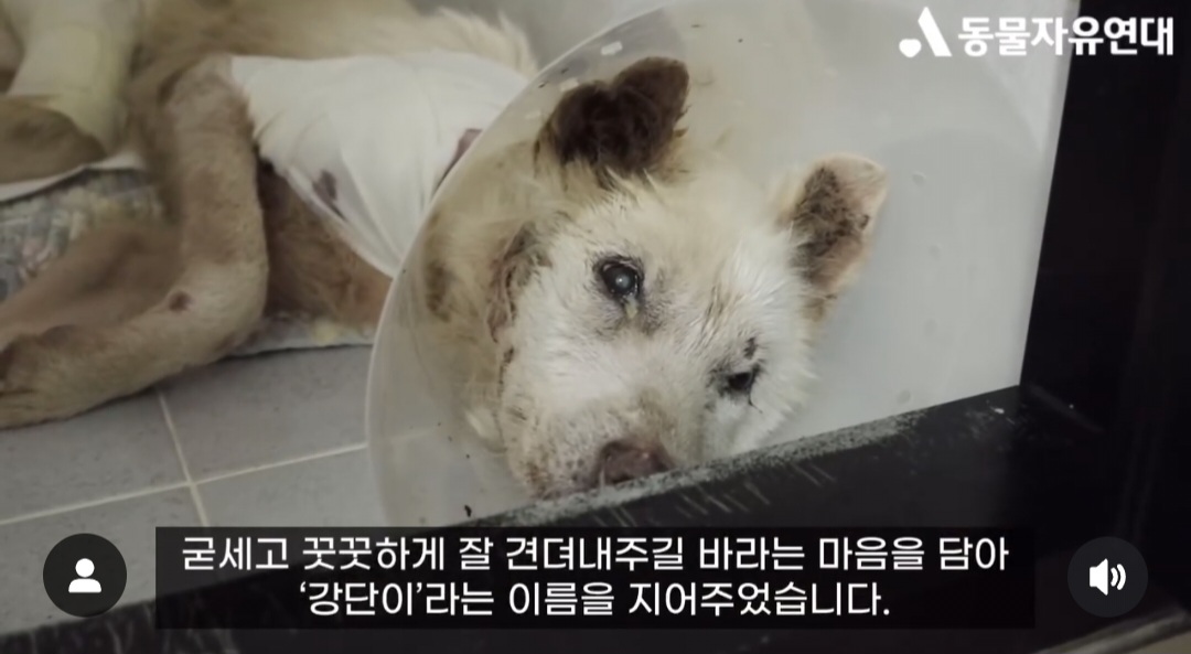 견주에게 수없이 매질로 폭행 당했던 17살 노견 강단이 근황 | 인스티즈