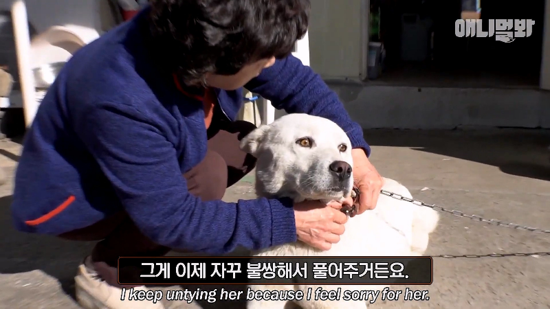 강아지가 매일 틈만나면 가출을 했던 이유...jpg | 인스티즈