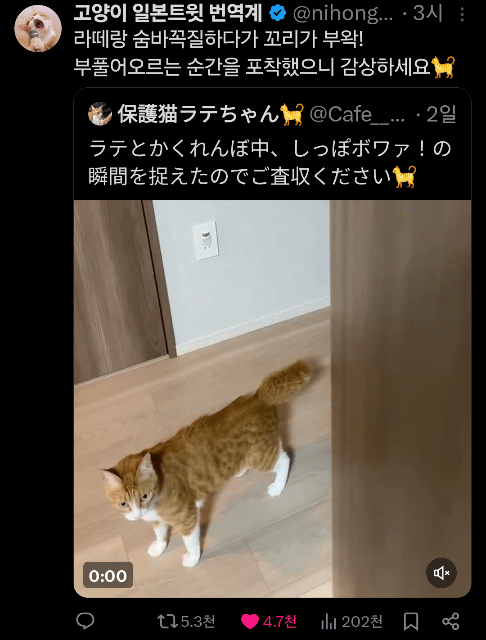 고양이 꼬리 펑 하는 순간.gif | 인스티즈