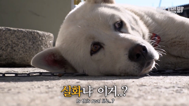 강아지가 매일 틈만나면 가출을 했던 이유...jpg | 인스티즈