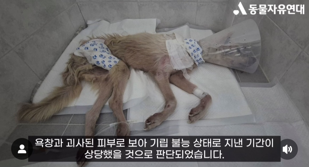 견주에게 수없이 매질로 폭행 당했던 17살 노견 강단이 근황 | 인스티즈