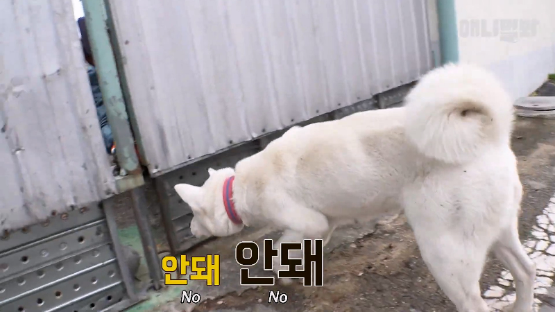 강아지가 매일 틈만나면 가출을 했던 이유...jpg | 인스티즈