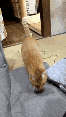  집사한테 공놀이하자고 건드리는 야옹이.gif