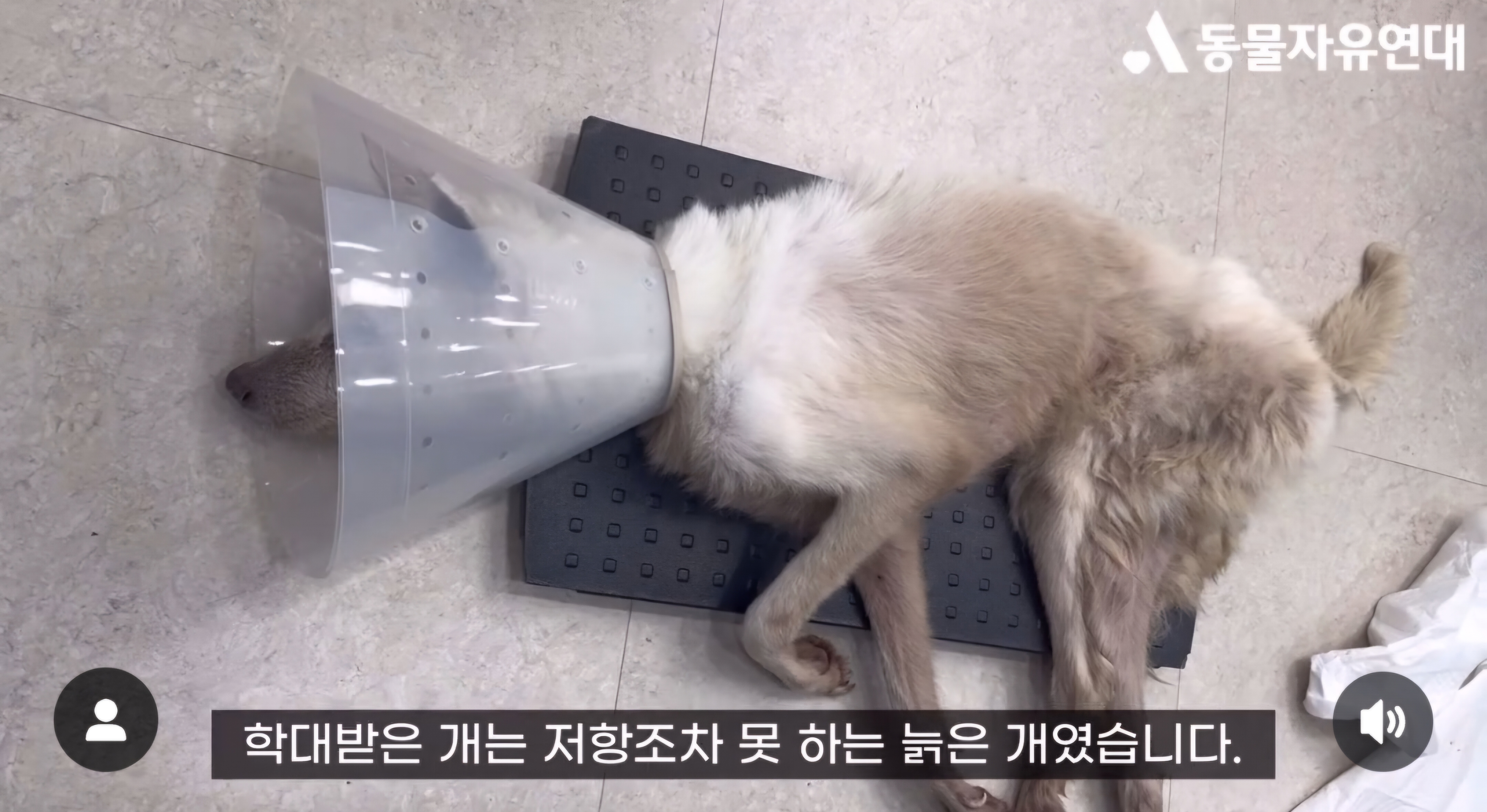  견주에게 수없이 매질로 폭행 당했던 17살 노견 강단이 근황