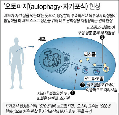 간헐적 단식 다이어트... 충격적 연구 결과...jpg | 인스티즈
