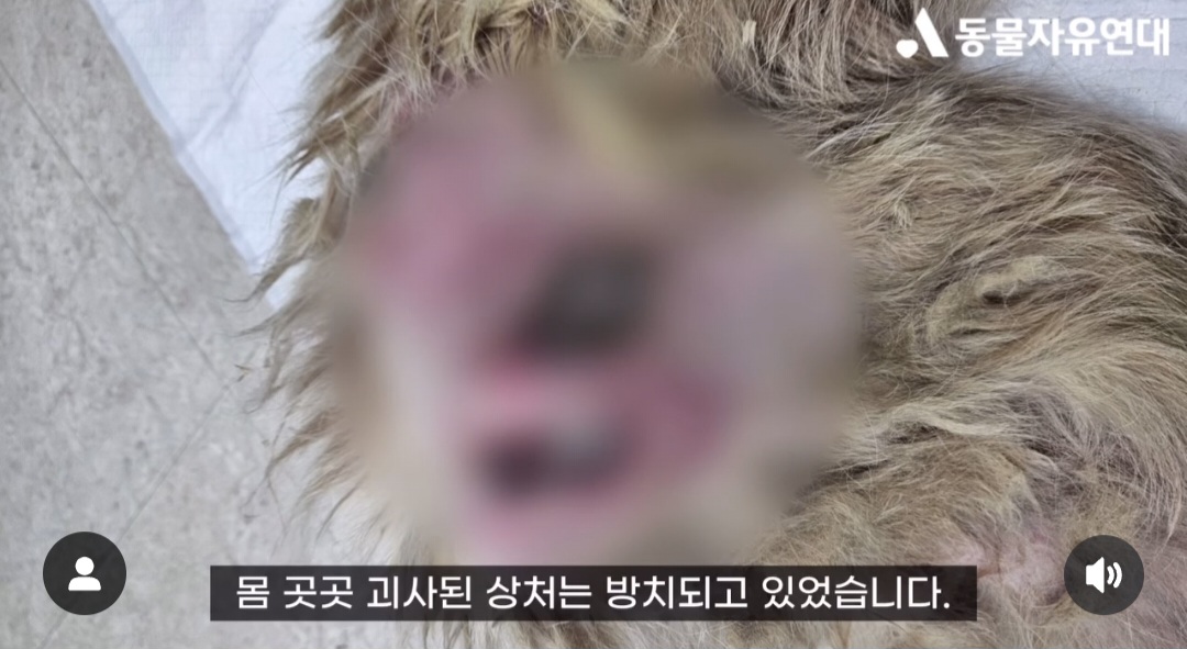 견주에게 수없이 매질로 폭행 당했던 17살 노견 강단이 근황 | 인스티즈