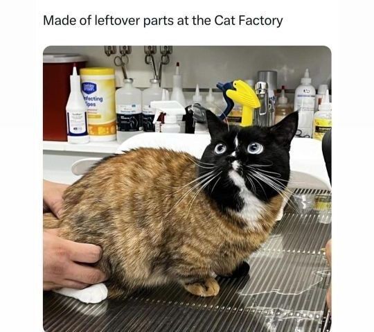 입에 문 거 절대 안 놓는 아기 깜고.twt | 인스티즈