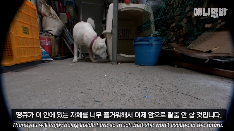 강아지가 매일 틈만나면 가출을 했던 이유...jpg | 인스티즈