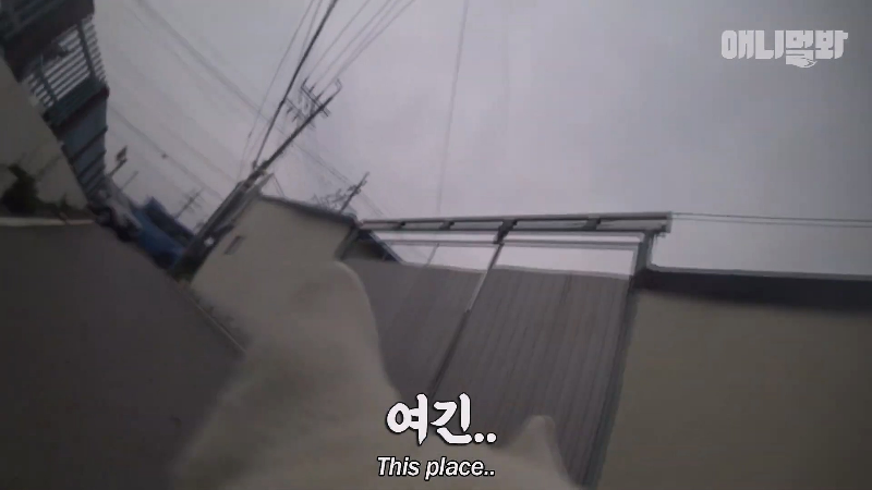 강아지가 매일 틈만나면 가출을 했던 이유...jpg | 인스티즈