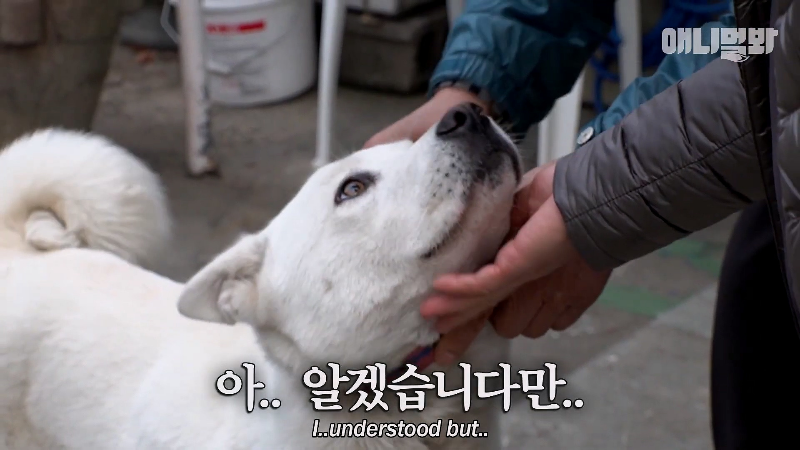 강아지가 매일 틈만나면 가출을 했던 이유...jpg | 인스티즈