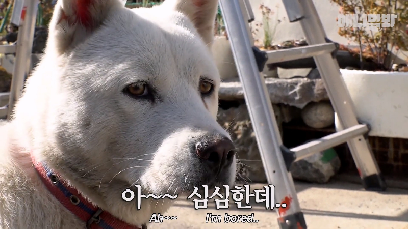 강아지가 매일 틈만나면 가출을 했던 이유...jpg | 인스티즈