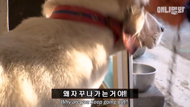 강아지가 매일 틈만나면 가출을 했던 이유...jpg | 인스티즈