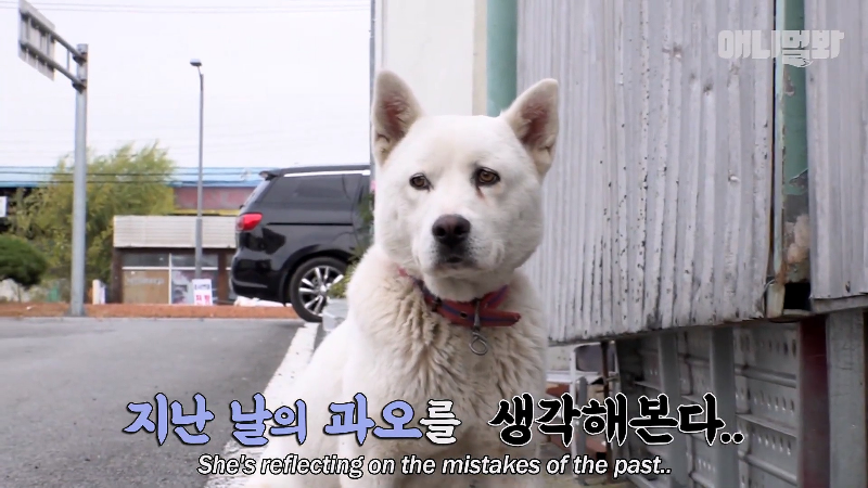 강아지가 매일 틈만나면 가출을 했던 이유...jpg | 인스티즈