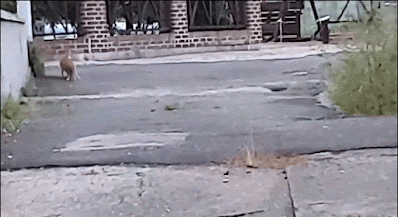 신기할 정도로 협조적인 누리네 식구들.gif | 인스티즈