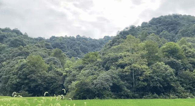 쾌감 쩌는 장수말벌 박멸 과정.gif | 인스티즈