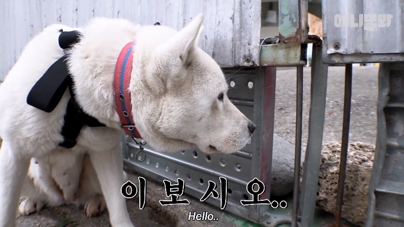 강아지가 매일 틈만나면 가출을 했던 이유...jpg | 인스티즈