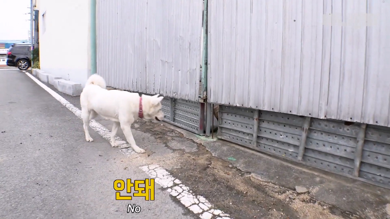 강아지가 매일 틈만나면 가출을 했던 이유...jpg | 인스티즈