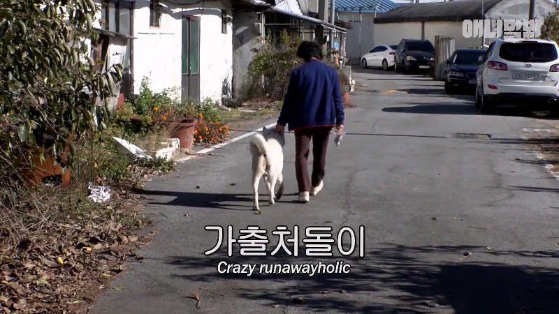 강아지가 매일 틈만나면 가출을 했던 이유...jpg | 인스티즈