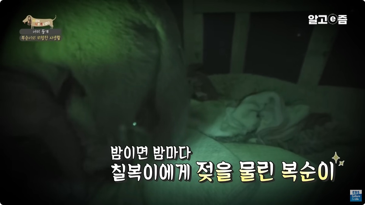 5주차인데 3개월령의 몸을 가진 강아지 | 인스티즈