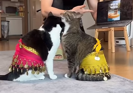 춘봉첨지(고양이) 코스프레 모음 | 인스티즈