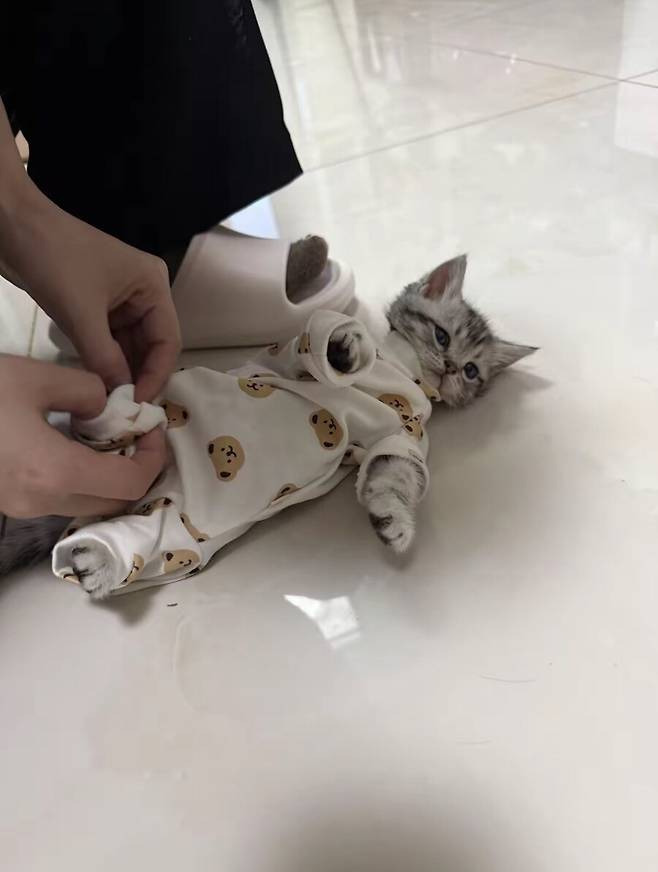 애기옷 입은 고양이들 | 인스티즈