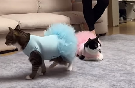 춘봉첨지(고양이) 코스프레 모음 | 인스티즈