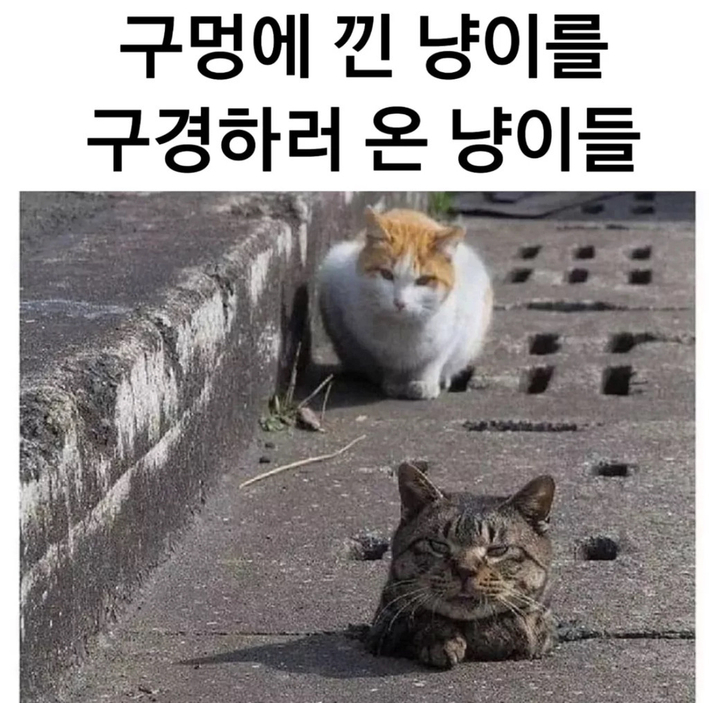  구멍에 낀 고양이 구경하러온 고양이들7