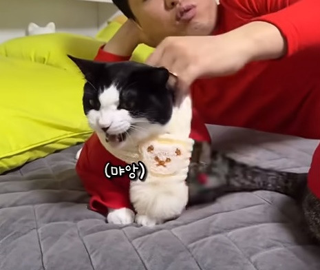 춘봉첨지(고양이) 코스프레 모음 | 인스티즈