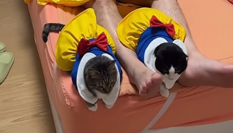 춘봉첨지(고양이) 코스프레 모음 | 인스티즈
