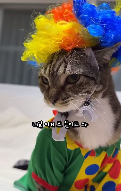 춘봉첨지(고양이) 코스프레 모음 | 인스티즈