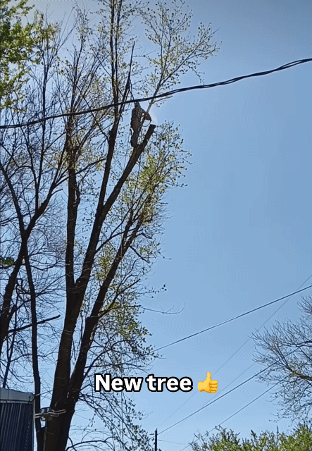  나무를 심는 새로운 방법