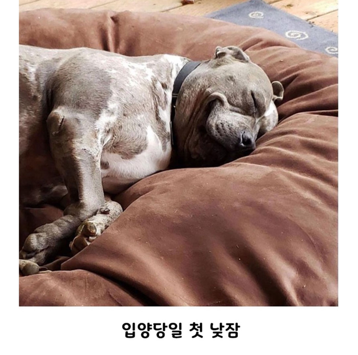 동물들이 처음 경험하는 순간들.jpg | 인스티즈