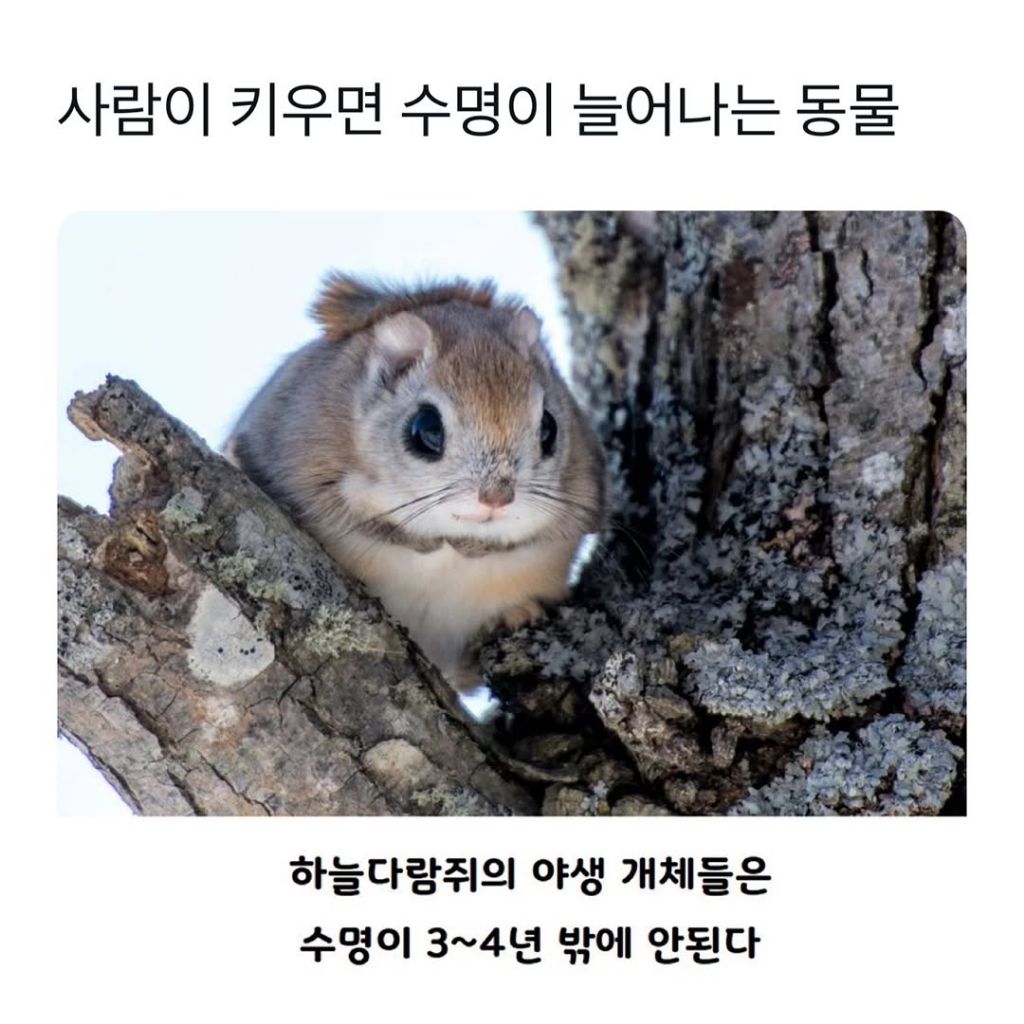  사람이 키우면 수명이 늘어나는 동물1