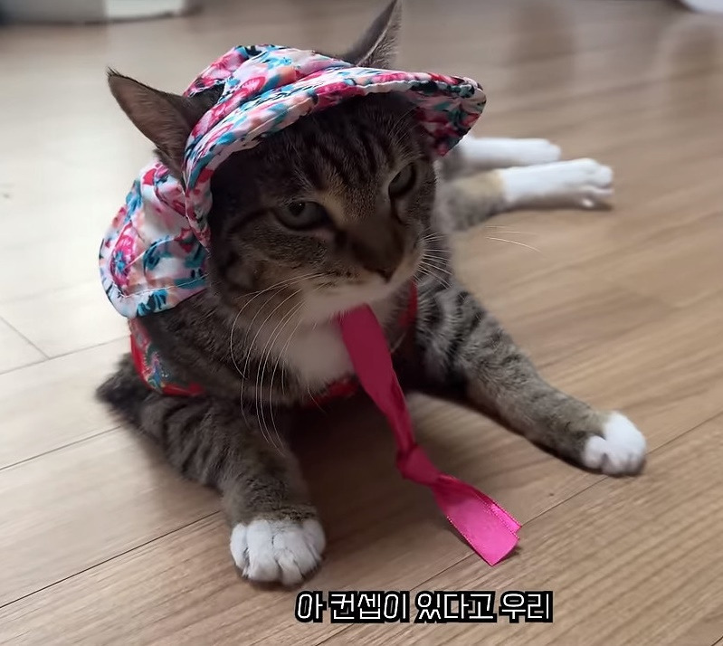 춘봉첨지(고양이) 코스프레 모음 | 인스티즈