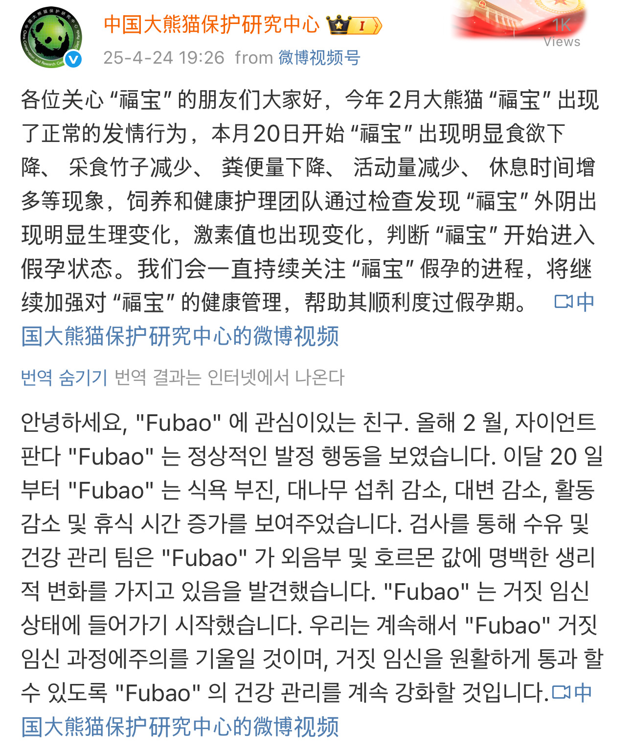  중국 센터 공식 소식- 푸바오 위임신 단계 진입
