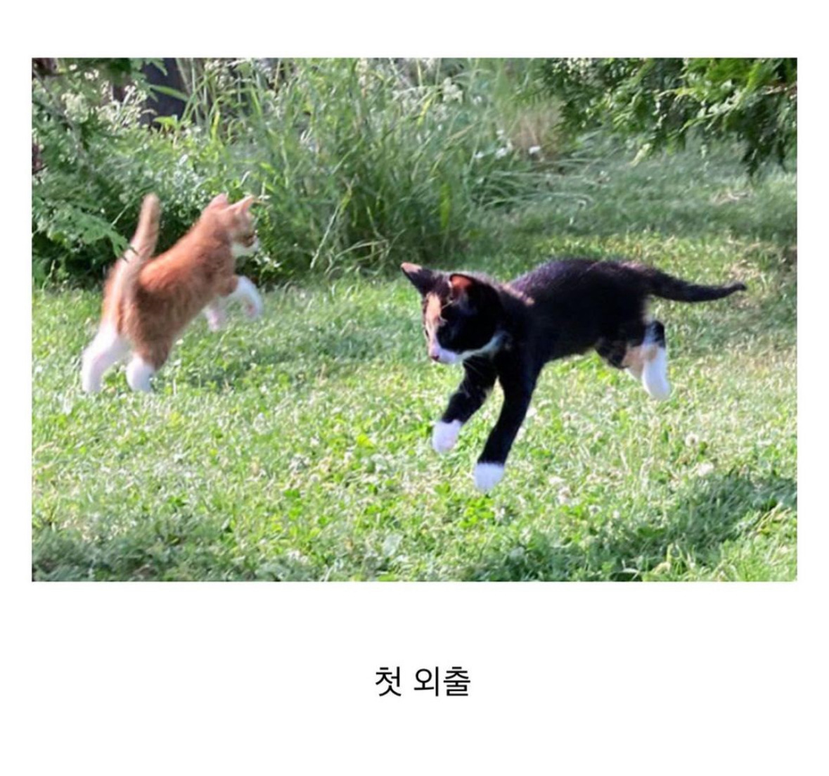 동물들이 처음 경험하는 순간들.jpg | 인스티즈