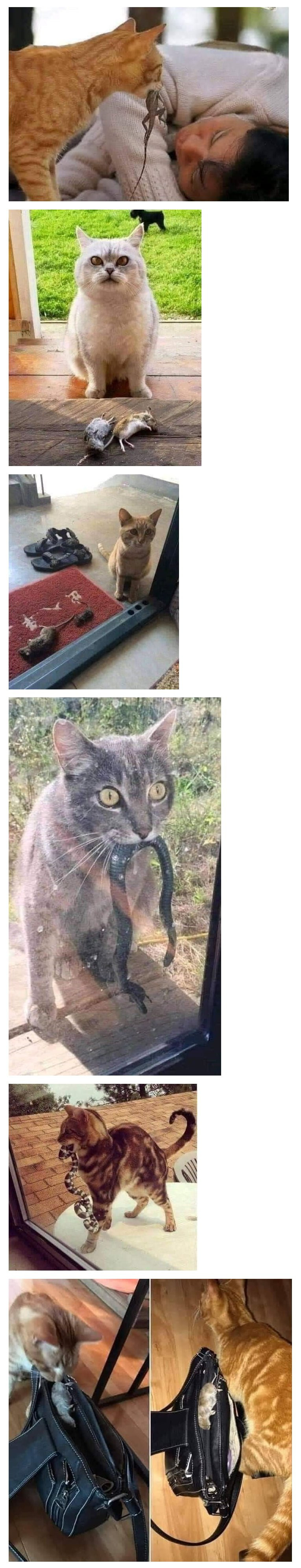  집사에게 간식 주는 친절한 고양이2